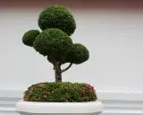 Starannie uformowane drzewko bonsai z różowymi kwiatami u podstawy, ozdabia wejście do domu.