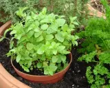 Un plant de menthe luxuriant dans un pot en terre cuite, prêt à être planté. À côté, du persil frisé pousse.