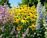 Un parterre coloré de fleurs jaunes, roses et bleues. La plante vivace aux fleurs jaunes, qui fleurit de mai à octobre, domine le centre.
