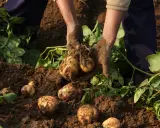 Mains terreuses récoltent des pommes de terre en fleur dans le sol. Les tubercules fraîchement déterrés sont encore couverts de terre.