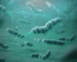 Bakterie Helicobacter pylori z wiciami. W poszukiwaniu sposobów, co zabija Helicobacter pylori, naukowcy badają te mikroorganizmy.