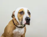 Un chien au pelage brun et blanc porte un bandage blanc autour de la tête, suggérant un hématome à l'oreille.