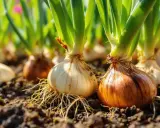 Oignons blancs et bruns en pleine terre, prêts à pousser. Idéal pour savoir que planter à côté des oignons pour un potager florissant.