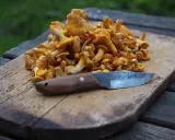 En hög med färska kantareller på en träskärbräda med en kniv. Snart dags att frysa kantareller för vintern.