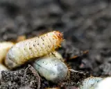 Gros plan sur une larve de cetoine, blanche et dodue, se déplaçant dans la terre. D'autres larves sont visibles autour.