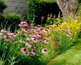 A vibrant garden bed filled with pink coneflowers and yellow black-eyed Susans, showcasing beautiful drought tolerant annuals thriving beside a grassy path.
