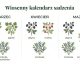 Wiosenny kalendarz ogrodnika co kiedy sadzić: marzec (porzeczka, agrest, borówka amerykańska), kwiecień (jeżyna, malina, borówka), maj (jeżyna, borówka, krzew owocowy w doniczce).