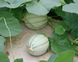 Deux jeunes melons verts, encore pâles, poussent dans une plantation de melon. Leurs rayures distinctives sont déjà visibles sous les grandes feuilles.