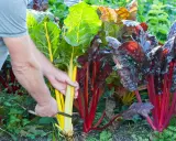 Hände ernten bunte Mangoldstiele. Ein Messer schneidet den Stiel eines gelben Mangolds, während daneben rote und grüne Exemplare wachsen.