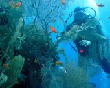 Buceador explorando la rica vida marina y corales en las Islas Medas. Peces naranjas nadan entre las algas.