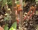 Nya skott av vildskott rosor spirar i solljuset. Marken är täckt av barkmull och vissna löv.