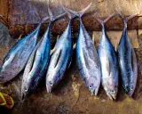 Sei pesci di **blauflossen thunfisch** allineati su una superficie grezza, con una mano in infradito gialla in primo piano.