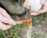 Main d'un jardinier appliquant du mastic de greffage pour greffer un cerisier. La greffe est en cours de réalisation.