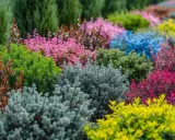 Un parterre coloré de divers arbustes persistants en plein soleil, allant du vert vif au bleu, rose, jaune et rouge.