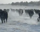 Cattle herd running through snow. Some plants can contain prussic acid, a dangerous toxin for livestock.