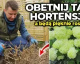 Hortensje: Kiedy i jak ciąć, by kwitły jak nigdy? Uniknij błędów!