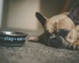 Smutny buldog francuski leży obok miski z napisem "love-play-eat". Czy psu można dać stoperan, gdy ma problemy z brzuszkiem?