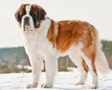 Un majestueux chien de race Saint-Bernard, rappelant le chien Beethoven, se tient fièrement dans la neige.