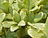 Feuilles vertes et jaunes d'un Pittosporum tobira, créant un motif moucheté lumineux.