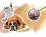 Un chat et un chien boxer, avec une loupe examinant une verrue sur le museau du chien. Illustration sur le verrue chien traitement.