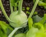 Gros plan sur un chou-rave vert pâle, ses tiges épaisses émergeant de la terre. Les feuilles vertes luxuriantes l'entourent.