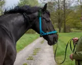 Mann zeigt, wie man ein Hackamore richtig verschnallt. Schwarzes Pferd mit blauem Halfter steht auf einem Feldweg.