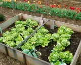Carré potager en bois rempli de jeunes salades vertes. Tulipes en arrière-plan.