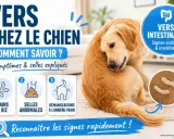 Chien se léchant le flanc, avec des icônes illustrant des vers, des selles anormales et des démangeaisons.