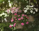 Hängande korgar med blomstrande pelargoner utomhus. Rosa och vitblommande pelargoner skapar en färgklick mot en trävägg.