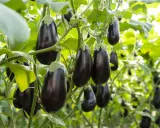 Dark purple eggplants hang from their vines, ready for harvest. Learn when to harvest eggplant for the best flavor and texture.