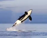 Ein iberischer Orca springt majestätisch aus dem Wasser, seine schwarz-weiße Färbung hebt sich vom blauen Himmel ab.
