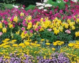 Un magnifique jardin d'ornement débordant de fleurs colorées : roses, jaunes, blanches et violettes.