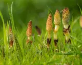 Plusieurs tiges de prêle, certaines avec des cônes reproducteurs brunâtres, émergent d'une herbe verte luxuriante.