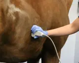 Tierarzt untersucht Pferd mit Ultraschall. Mögliche Symptome für einen Tumor im Bauchraum werden abgeklärt.