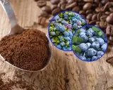 Łyżka z mieloną kawą, obok ziarna kawy, borówki i kwiaty. Fusy z kawy mogą być świetnym dodatkiem do pielęgnacji.