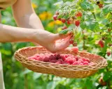 Main d'une personne cueillant des framboises mûres dans un panier en osier, un moment de la culture framboisier.