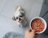 Mały piesek Shih Tzu patrzy z nadzieją na miskę z surowym mięsem. Czy pies może jeść surowe mięso? To pytanie nurtuje wielu właścicieli.