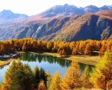 Autunno dorato al lago di Lod, con larici fiammeggianti che si specchiano nelle acque tranquille, montagne maestose sullo sfondo.
