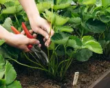 Hände mit roter Gartenschere schneiden junge Triebe von Erdbeerpflanzen.