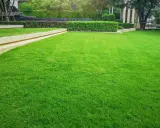 Lush green lawn, perfect for a backyard in Iowa. This vibrant grass looks like it's grown from the best grass seed for Iowa.