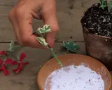 Ręka przygotowuje sadzonki pelargonii do ukorzenienia, zanurzając odcięty pęd w proszku. Obok leżą czerwone kwiaty.