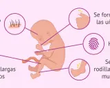 Feto de 16 semanas de embarazo: aparecen cejas, uñas, huellas dactilares, piernas más largas que brazos y se diferencian rodillas, tobillos, codos, muñecas y dedos.