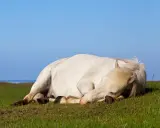Konie śpią na stojąco? Odkryj sekrety głębokiego snu REM.