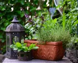 Lanterna décorative et un pot de thym prêt à être planté, avec des herbes aromatiques en arrière-plan.
