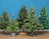 Fünf geschmückte Weihnachtsbäume in verschiedenen weihnachtsbaum arten stehen vor blauem Hintergrund.