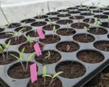 Plateau de semis en godet, jeunes pousses de tomates aux tiges pourpres et feuilles vertes, certaines avec des étiquettes roses.