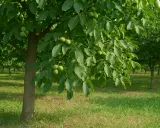 Orzech włoski nie kwitnie? Poznaj sekrety obfitych zbiorów