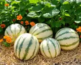 Cinq beaux melons d'eau rayés, prêts à être récoltés, reposent sur de la paille, entourés de fleurs orange vif et de feuillage vert luxuriant. Un plan de melon parfait.