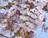 Paulownia: Kiedy kwitnie i jak zapewnić jej kwiaty w ogrodzie?