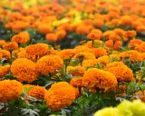 Champ de fleurs d'oeillet d'inde tomate, aux couleurs vives et éclatantes, évoquant la chaleur de l'été.